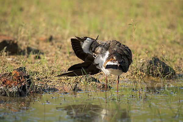 Kiebitz (Vanellus vanellus)