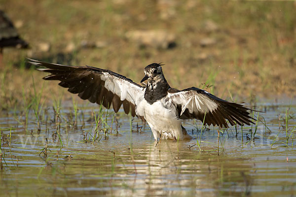 Kiebitz (Vanellus vanellus)