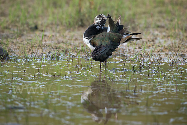 Kiebitz (Vanellus vanellus)