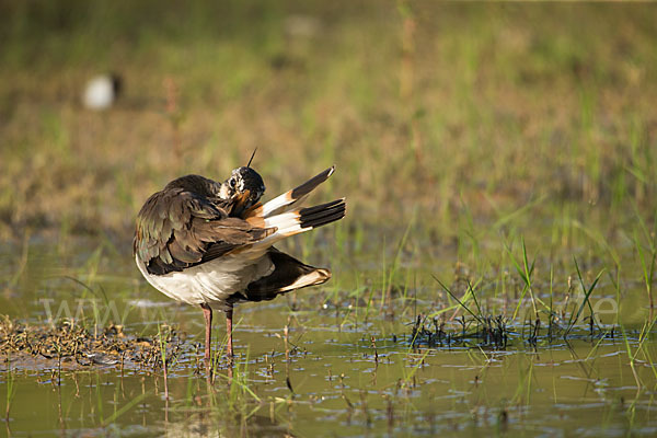 Kiebitz (Vanellus vanellus)