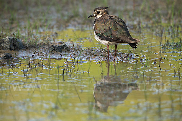 Kiebitz (Vanellus vanellus)