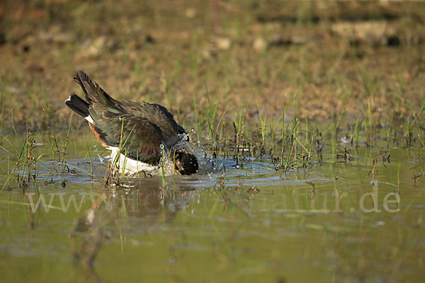 Kiebitz (Vanellus vanellus)