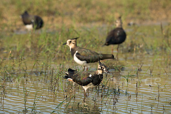 Kiebitz (Vanellus vanellus)