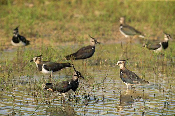 Kiebitz (Vanellus vanellus)