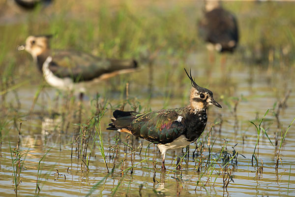 Kiebitz (Vanellus vanellus)