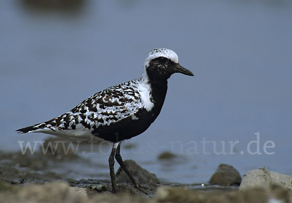 Kiebitzregenpfeifer (Pluvialis squatarola)