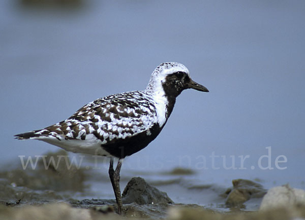 Kiebitzregenpfeifer (Pluvialis squatarola)