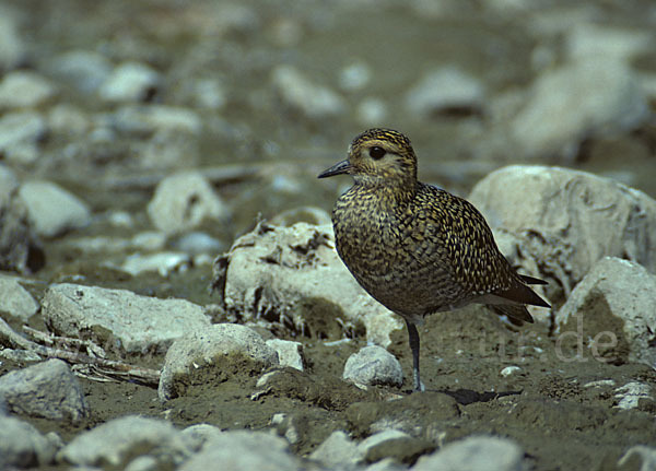 Kiebitzregenpfeifer (Pluvialis squatarola)