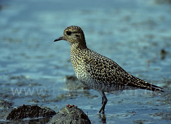 Kiebitzregenpfeifer (Pluvialis squatarola)