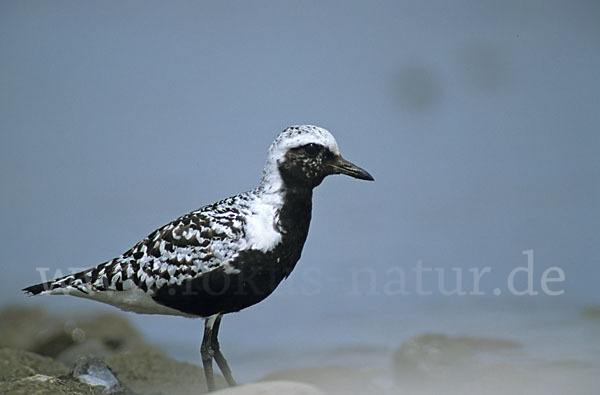 Kiebitzregenpfeifer (Pluvialis squatarola)