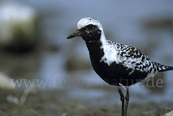 Kiebitzregenpfeifer (Pluvialis squatarola)