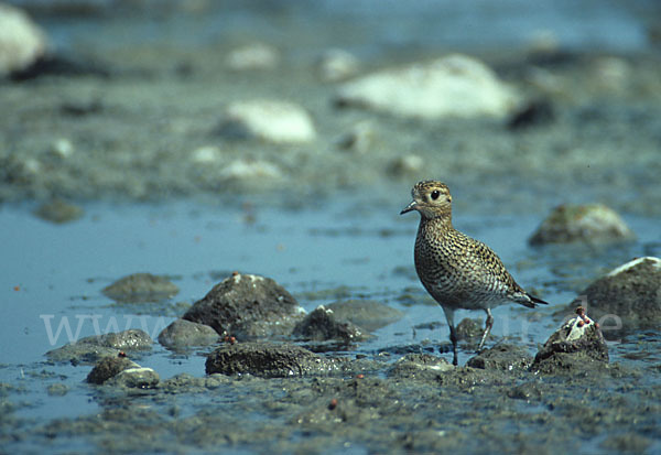 Kiebitzregenpfeifer (Pluvialis squatarola)