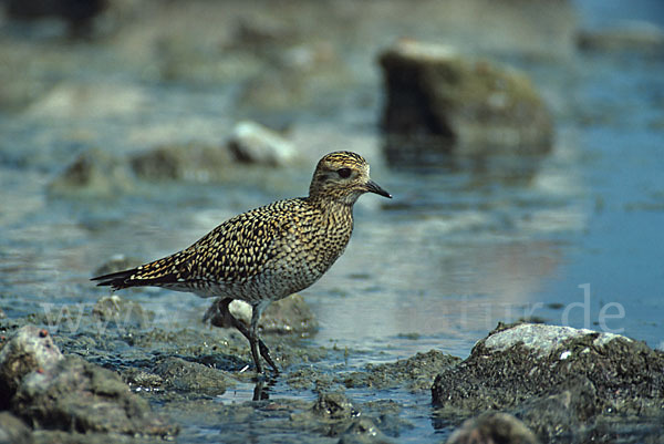 Kiebitzregenpfeifer (Pluvialis squatarola)