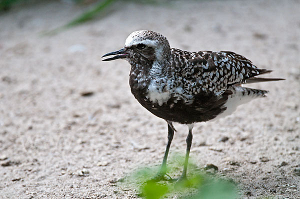 Kiebitzregenpfeifer (Pluvialis squatarola)