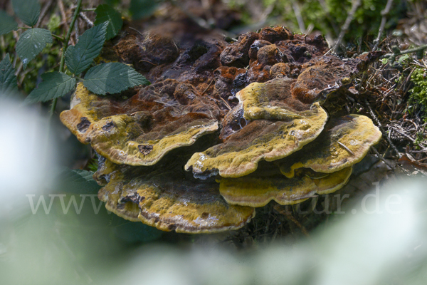 Kiefernbraunporling (Phaeolus spadiceus)