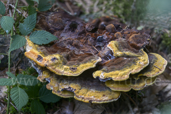 Kiefernbraunporling (Phaeolus spadiceus)