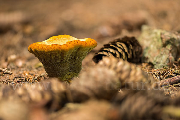 Kiefernbraunporling (Phaeolus spadiceus)