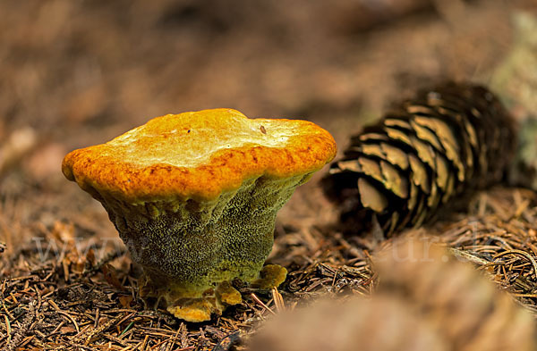 Kiefernbraunporling (Phaeolus spadiceus)