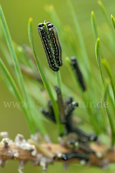 Kiefernbuschhornblattwespe (Diprioninae spec.)