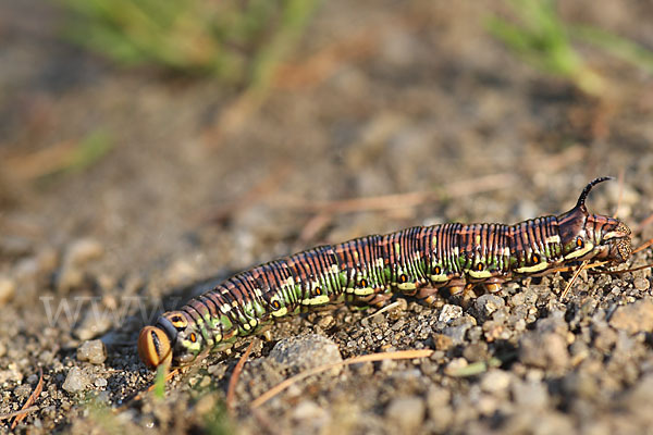 Kiefernschwärmer (Hyloicus pinastri)