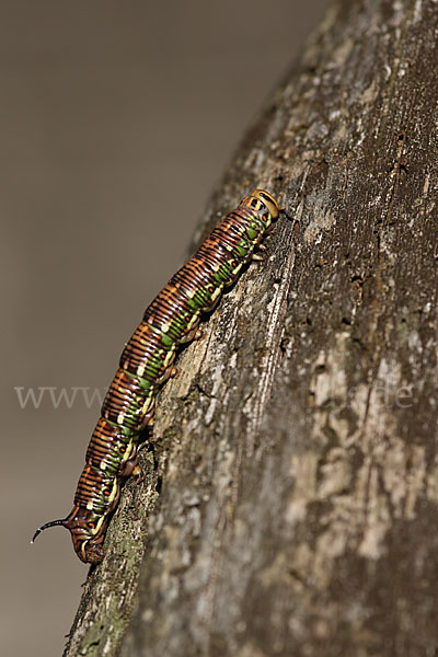 Kiefernschwärmer (Hyloicus pinastri)