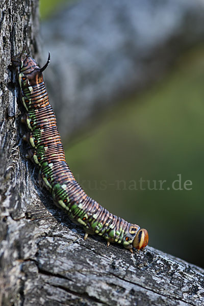 Kiefernschwärmer (Hyloicus pinastri)