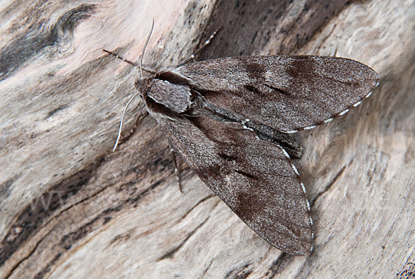 Kiefernschwärmer (Hyloicus pinastri)