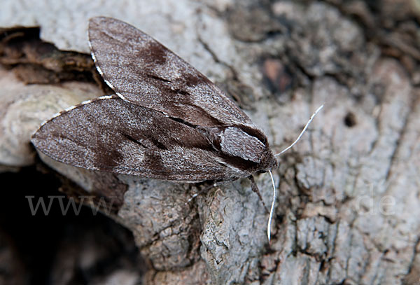 Kiefernschwärmer (Hyloicus pinastri)