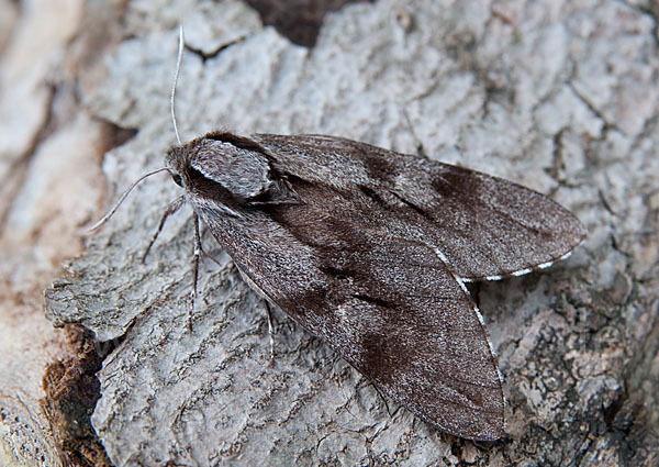 Kiefernschwärmer (Hyloicus pinastri)