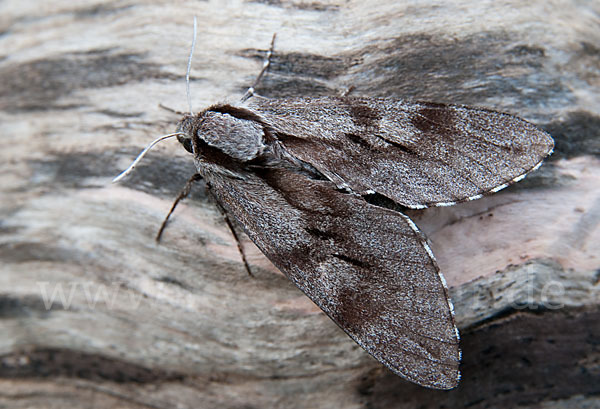 Kiefernschwärmer (Hyloicus pinastri)