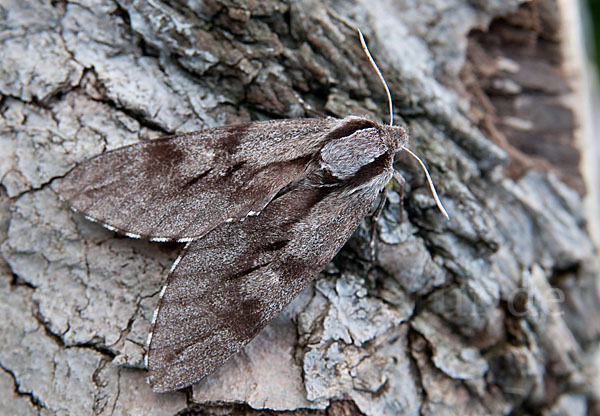 Kiefernschwärmer (Hyloicus pinastri)