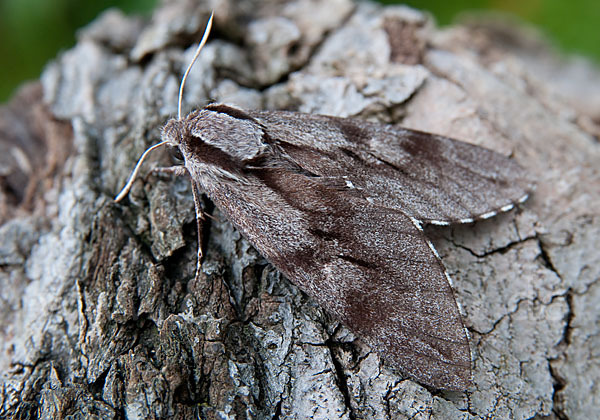 Kiefernschwärmer (Hyloicus pinastri)