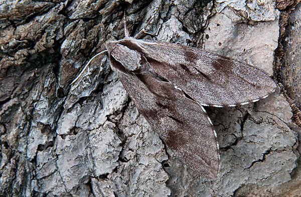 Kiefernschwärmer (Hyloicus pinastri)