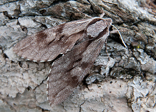 Kiefernschwärmer (Hyloicus pinastri)