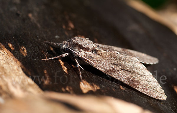 Kiefernschwärmer (Hyloicus pinastri)