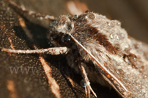 Kiefernschwärmer (Hyloicus pinastri)