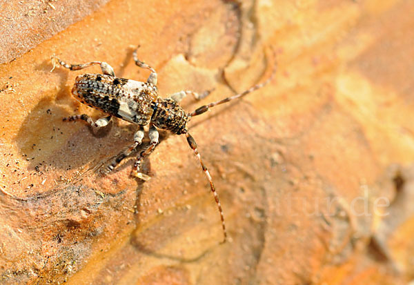 Kiefernzweigbock (Pogonocherus fasciculatus)