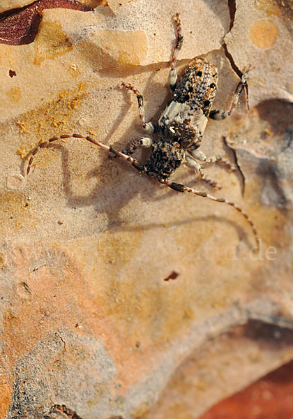 Kiefernzweigbock (Pogonocherus fasciculatus)