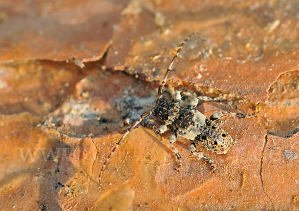 Kiefernzweigbock (Pogonocherus fasciculatus)