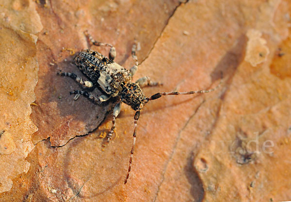 Kiefernzweigbock (Pogonocherus fasciculatus)