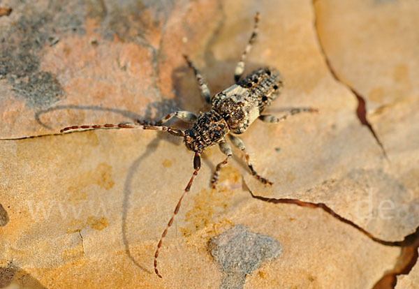 Kiefernzweigbock (Pogonocherus fasciculatus)