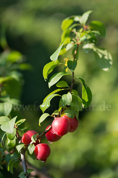 Kirschpflaume (Prunus cerasifera)