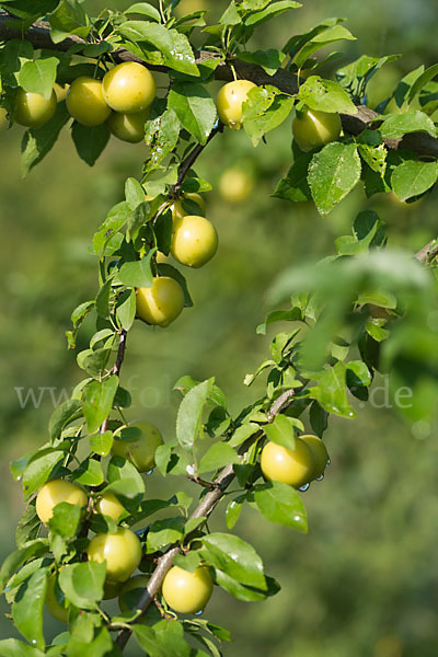 Kirschpflaume (Prunus cerasifera)