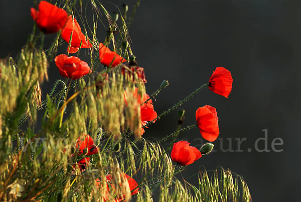 Klatsch-Mohn (Papaver rhoeas)