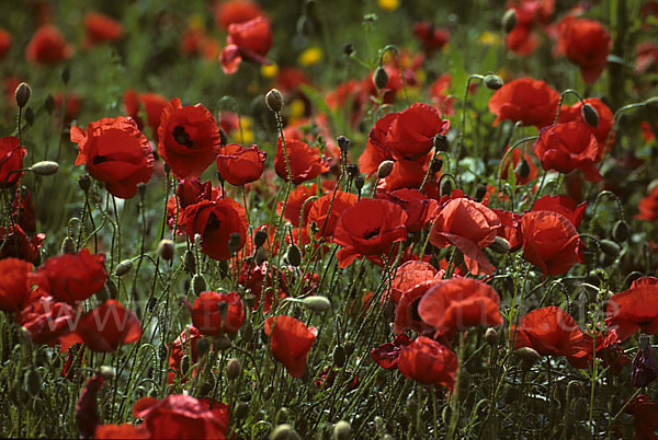 Klatsch-Mohn (Papaver rhoeas)