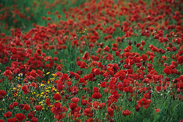 Klatsch-Mohn (Papaver rhoeas)