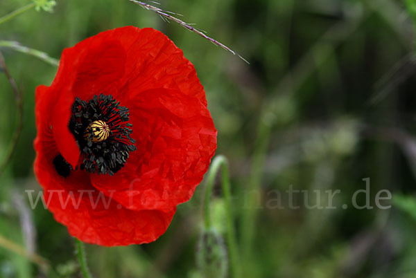 Klatsch-Mohn (Papaver rhoeas)