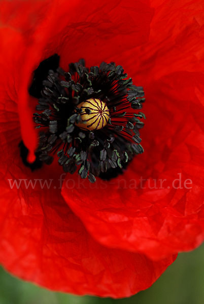 Klatsch-Mohn (Papaver rhoeas)