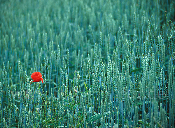 Klatsch-Mohn (Papaver rhoeas)