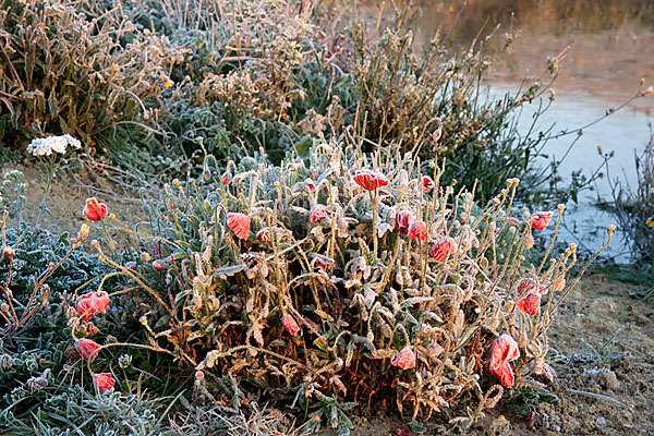 Klatsch-Mohn (Papaver rhoeas)